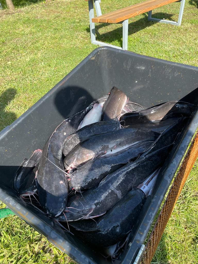Afro-Welse als Besatz für den Angelsee im Harz Teichanlage Goslar Baßgeige