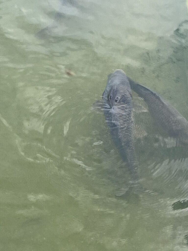 Zwei Schuppenkarpfen schwimmen im Teich in der Teichanlage Goslar Baßgeige