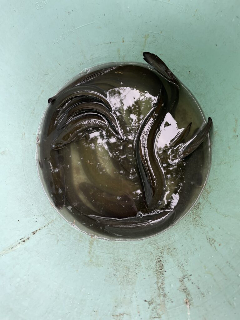 Fangfähige Aale kommen als Besatz in den Teich