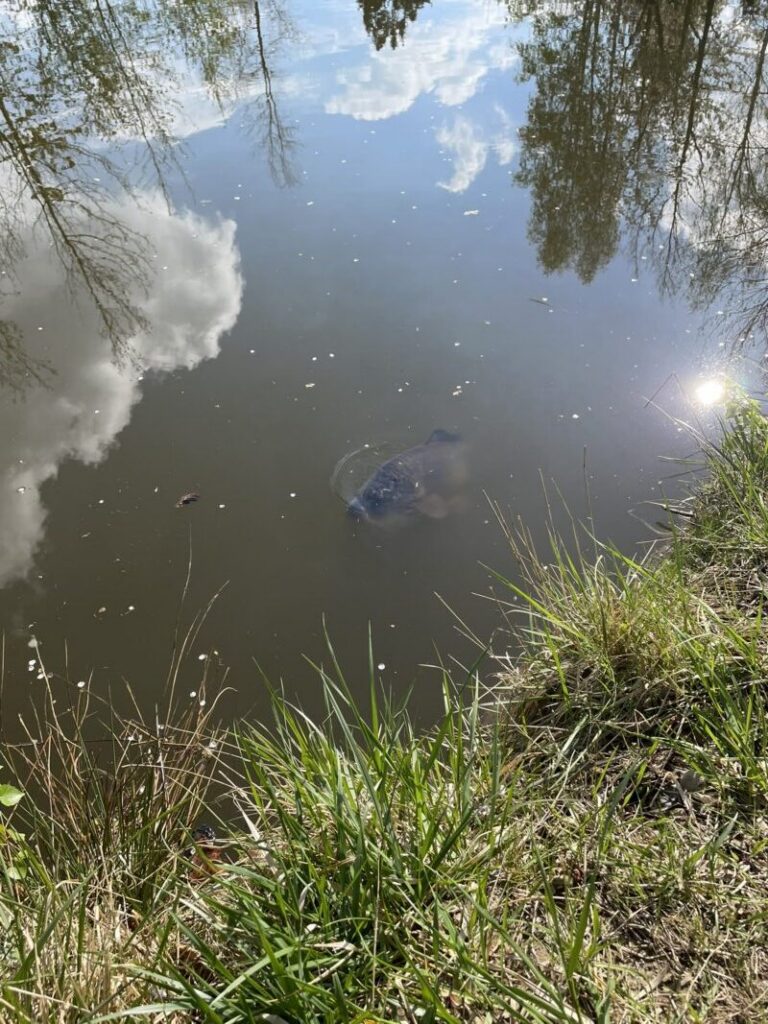 Ein Spiegelkarpfen schwimmt im Angelteich der Teichanlage Goslar Baßgeige
