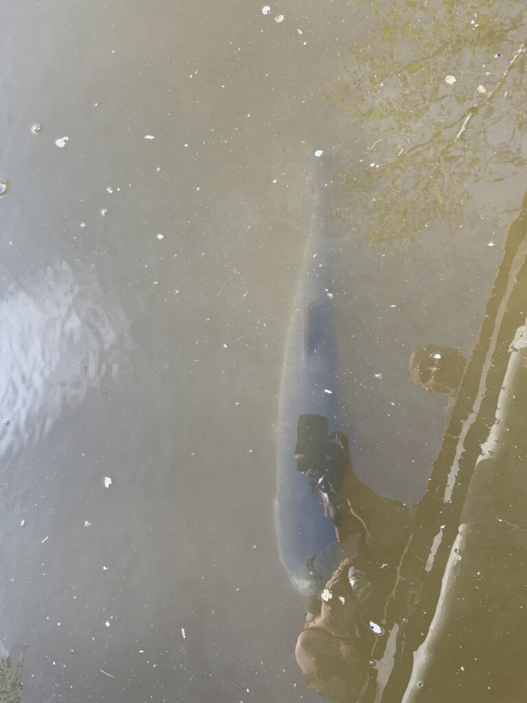 Graskarpfen schwimmt im Wasser