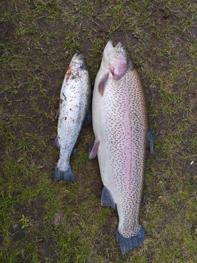 Besatz Forellen in allen Größen und Sorten kommen als Besatz in den Teich.
