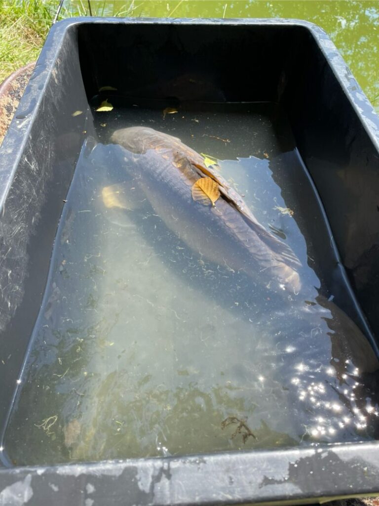 Spiegelkarpfen in seiner Transportbox wartet darauf in den Angelsee der Teichanlage Goslar Baßgeige besetzt zu werden