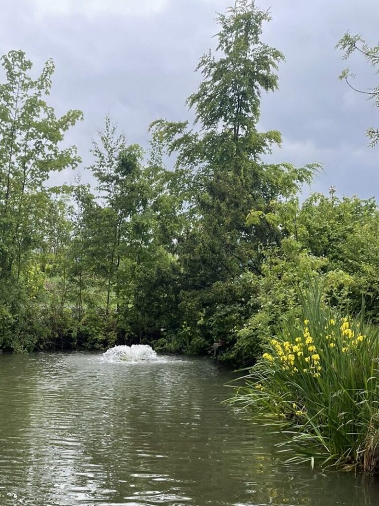 Forellensee in Goslar Dank zusätzlicher Belüftung fühlen sich unsere Fische pudelwohl