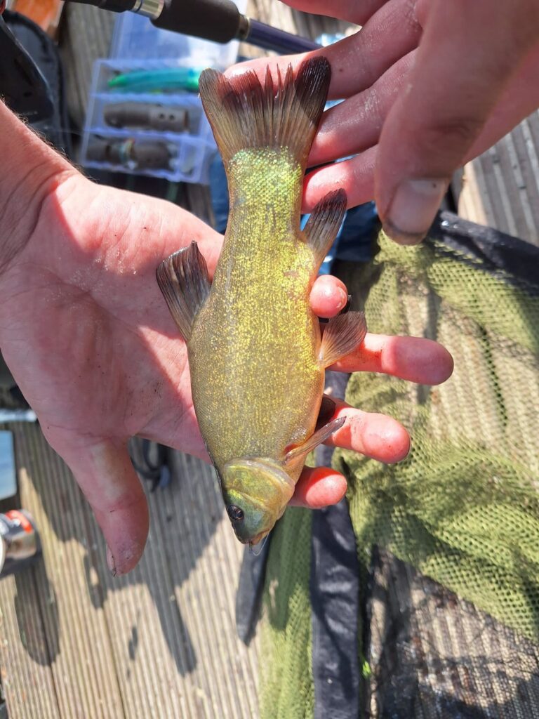 Junge Schleie mit präctigem gold glänzendem Schuppenkleid. Gefangen und zurückgesetzt in den Angelsee der Teichanlage Goslar Baßgeige.