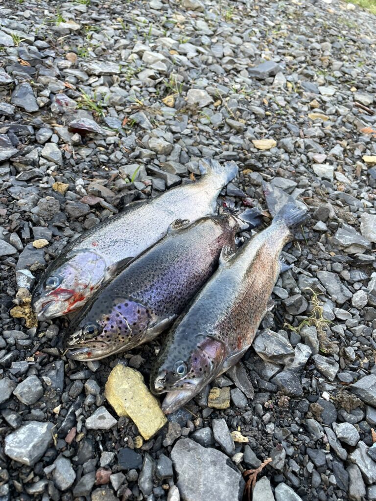 Regenbogenforellen als Besatzfische für unseren Angelteich im Harz.